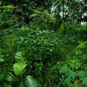 Haunting, Opacity, and the Contra-Forensic Image