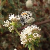 In Suspension the City Continues to Stir