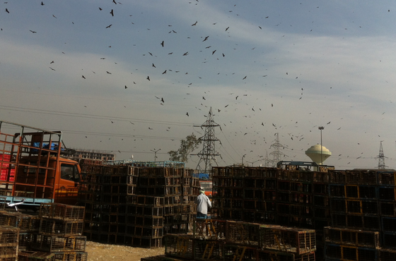 On ‘Indifference’: A Conversation with Naisargi Davé