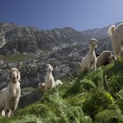 Teaching Ecological Distress