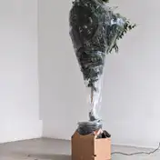 A Vegetal Apathy for an Asymptotic Taxonomy